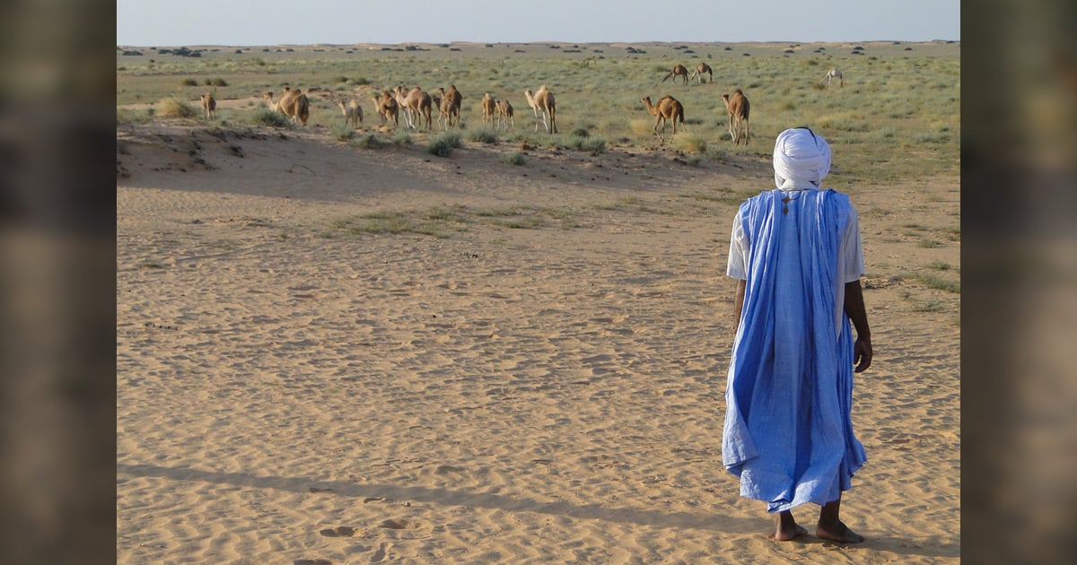 A man and some camels